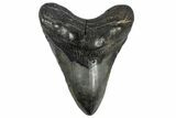 Fossil Megalodon Tooth - South Carolina #168022-2